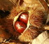 Castagne